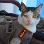 Bobby Kertanegara: Prabowo's Cat Meets World Leaders